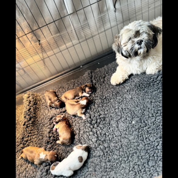 Lhasa Apso - Dogs