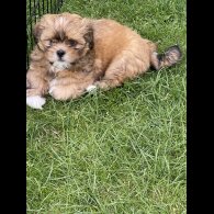 Lhasa Apso - Dogs
