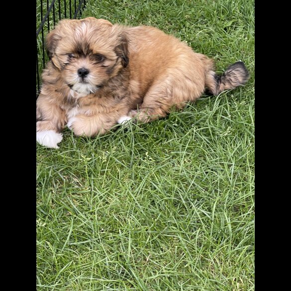 Lhasa Apso - Dogs