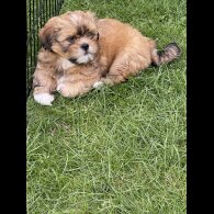 Lhasa Apso - Dogs