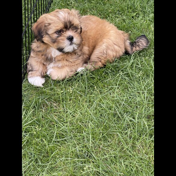 Lhasa Apso - Dogs