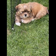 Lhasa Apso - Dogs