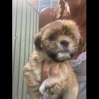 Lhasa Apso - Dogs
