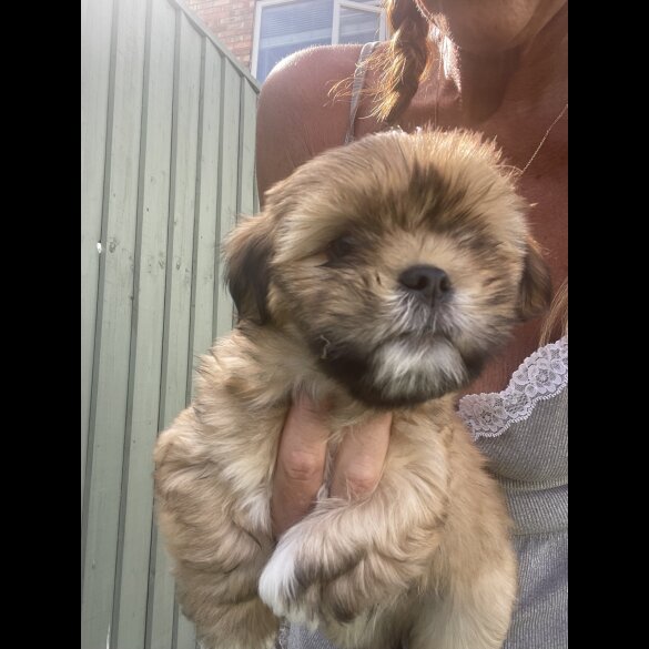 Lhasa Apso - Dogs