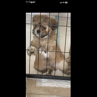 Lhasa Apso - Dogs