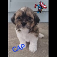 Lhasa Apso - Both