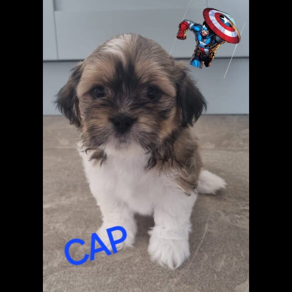 Lhasa Apso - Both