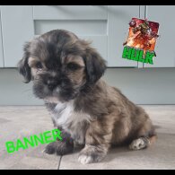 Lhasa Apso - Both