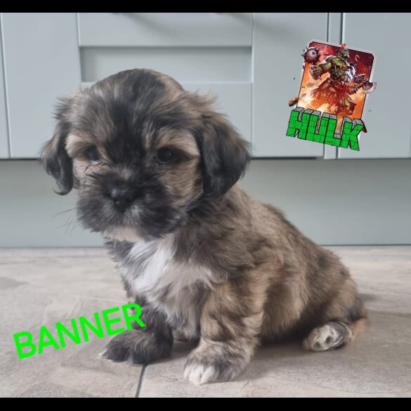 Lhasa Apso - Both