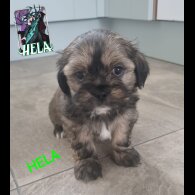 Lhasa Apso - Both