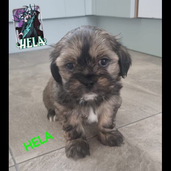 Lhasa Apso - Both