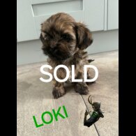 Lhasa Apso - Both