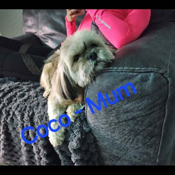 Lhasa Apso - Both