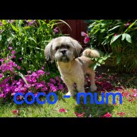 Lhasa Apso - Both