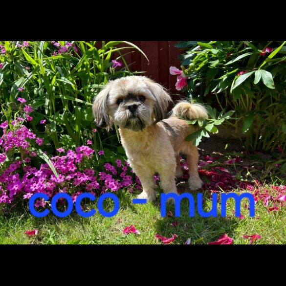 Lhasa Apso - Both