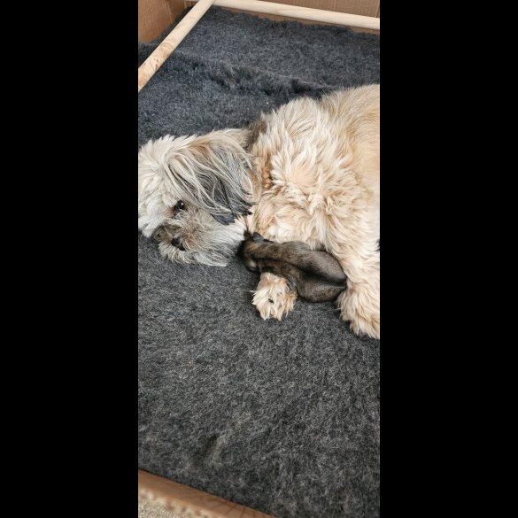 Lhasa Apso - Both