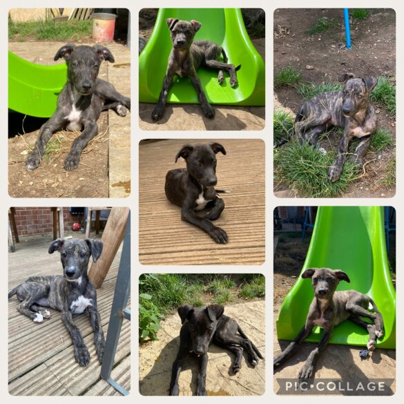 Lurcher - Both