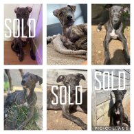 Lurcher - Both