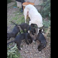 Lurcher - Dogs