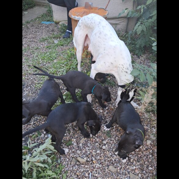 Lurcher - Dogs