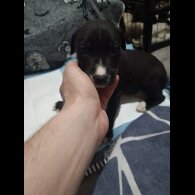Lurcher - Dogs