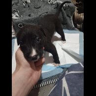 Lurcher - Dogs