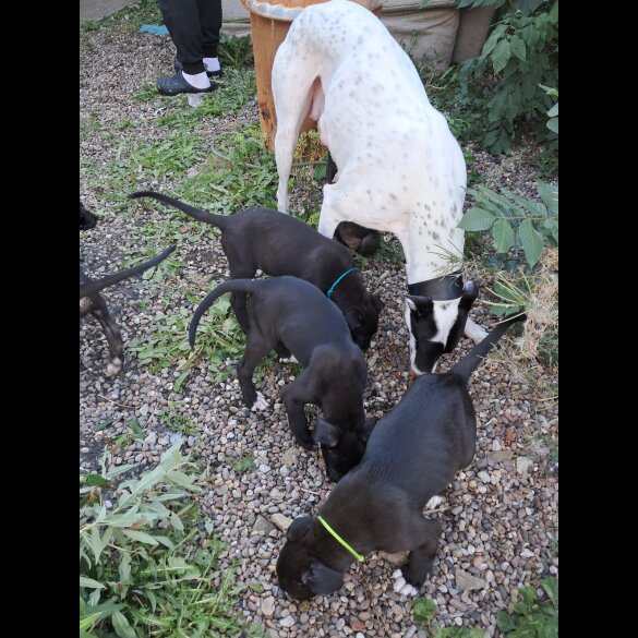 Lurcher - Dogs