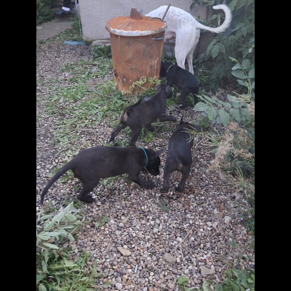 Lurcher - Dogs