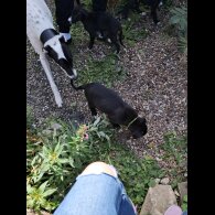 Lurcher - Dogs