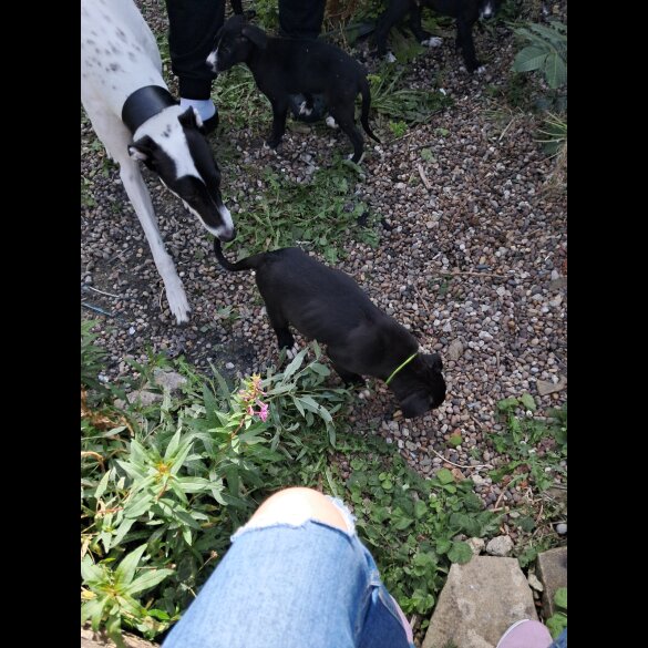 Lurcher - Dogs