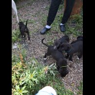 Lurcher - Dogs