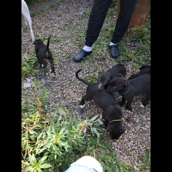 Lurcher - Dogs