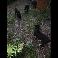 Lurcher - Dogs