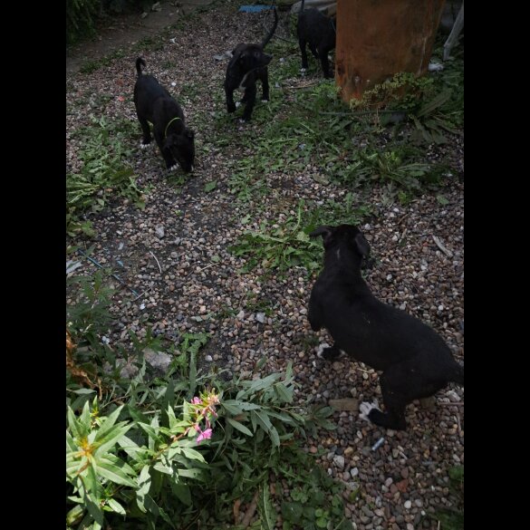 Lurcher - Dogs