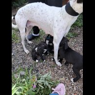 Lurcher - Dogs