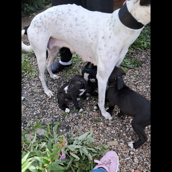 Lurcher - Dogs