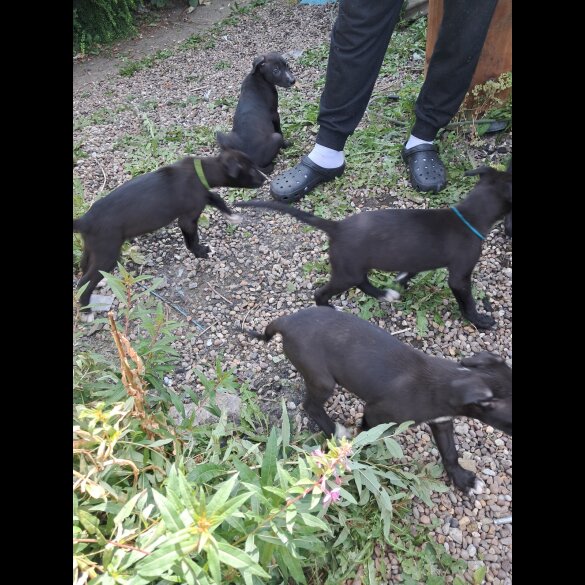 Lurcher - Dogs