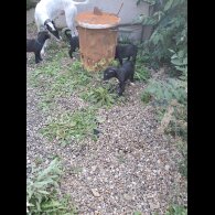 Lurcher - Dogs