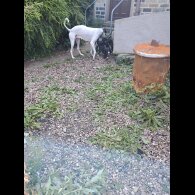 Lurcher - Dogs