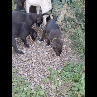 Lurcher - Dogs