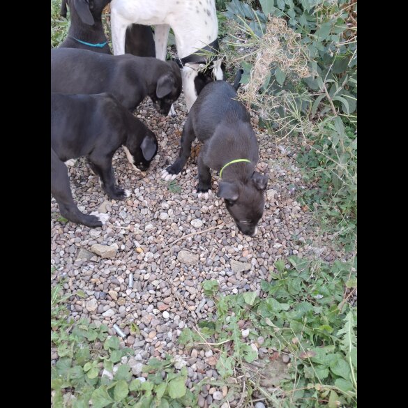 Lurcher - Dogs