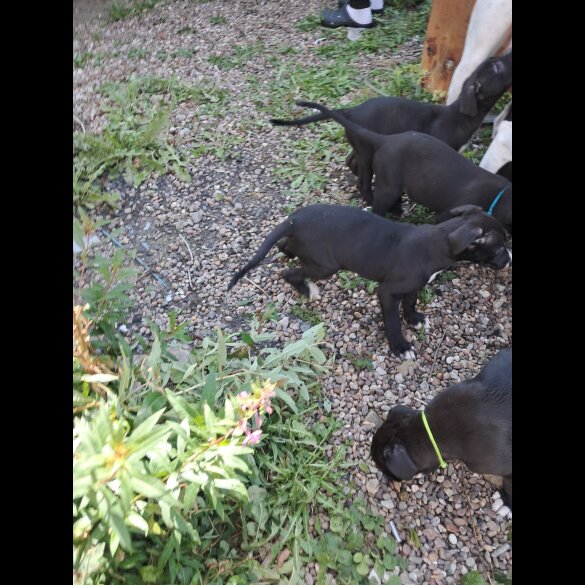 Lurcher - Dogs