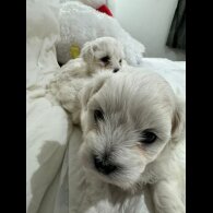 Maltese - Dogs