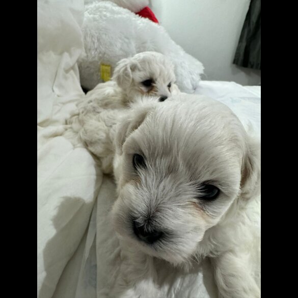 Maltese - Dogs