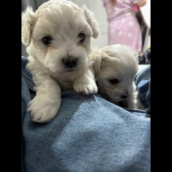 Maltese - Dogs