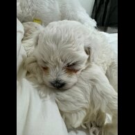 Maltese - Dogs
