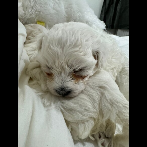 Maltese - Dogs