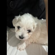 Maltese - Dogs
