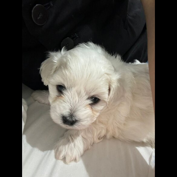 Maltese - Dogs