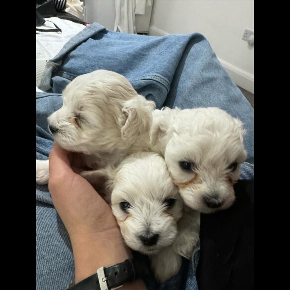 Maltese - Dogs